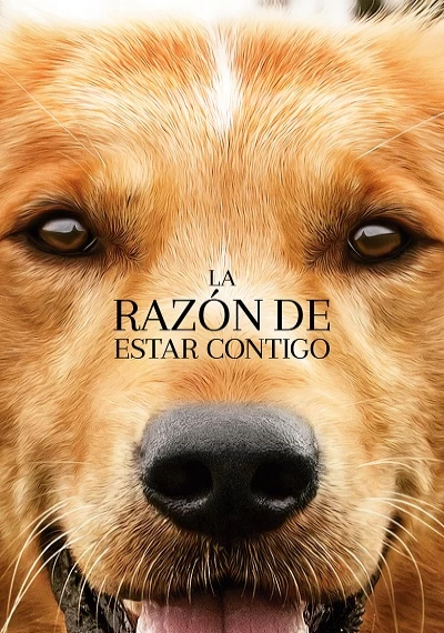 ver La razón de estar contigo